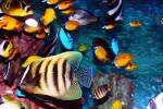 Fischaquarium