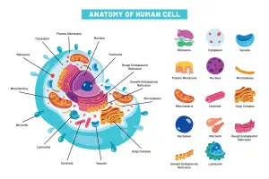 Stoffwechselstörung und Krankheiten